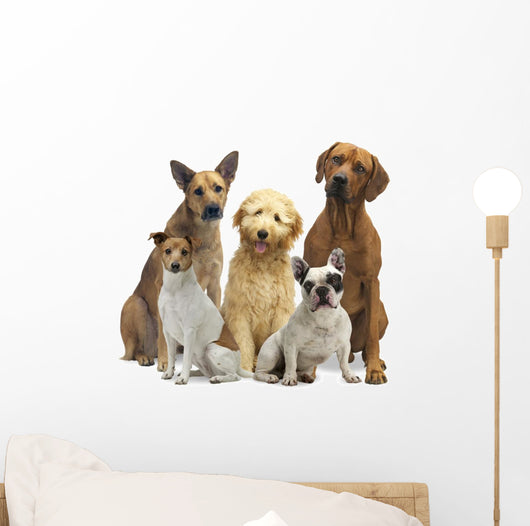 Hundegruppe 5 Rassen