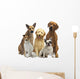 Hundegruppe 5 Rassen