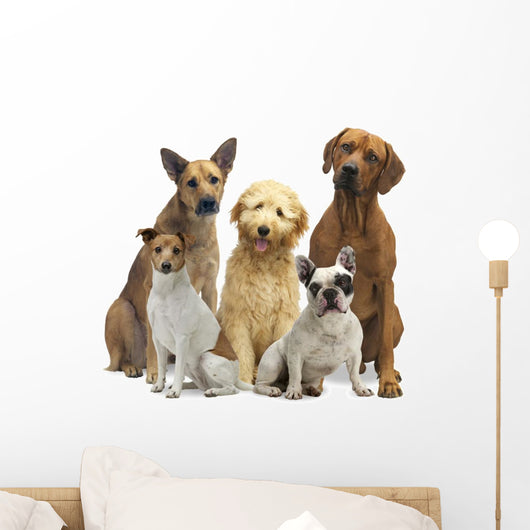 Hundegruppe 5 Rassen