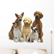 Hundegruppe 5 Rassen