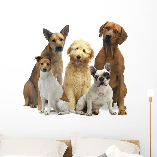Hundegruppe 5 Rassen