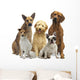 Hundegruppe 5 Rassen