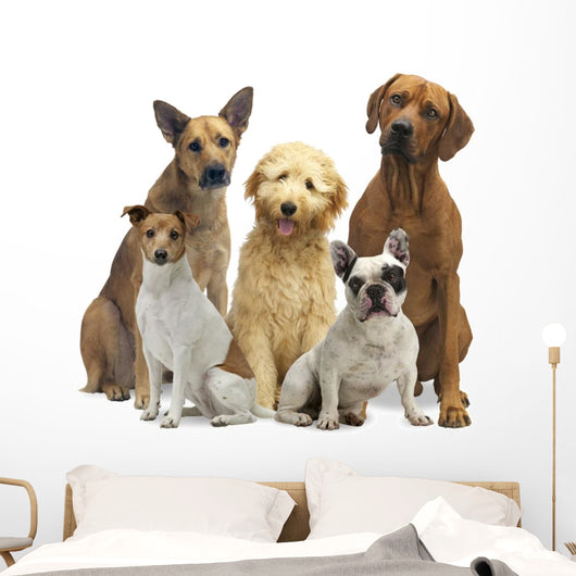 Hundegruppe 5 Rassen