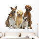 Hundegruppe 5 Rassen