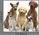 Hundegruppe 5 Rassen