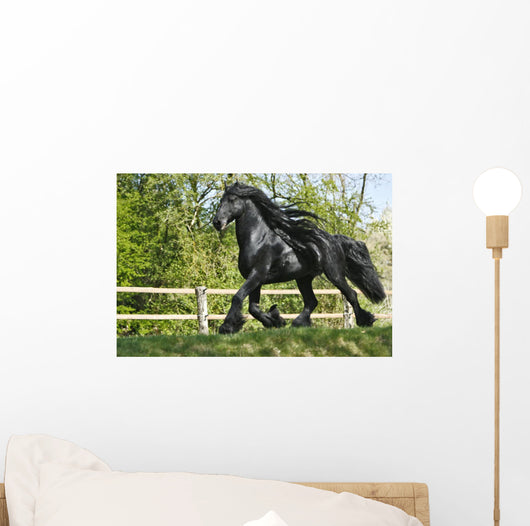 Friesenhengst Wall Mural