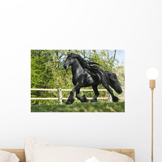 Friesenhengst Wall Mural