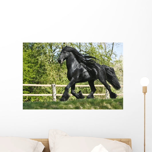 Friesenhengst Wall Mural