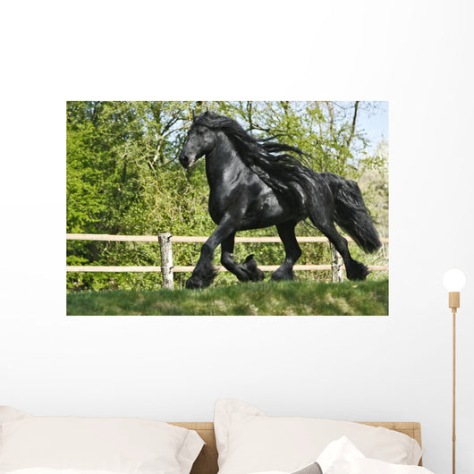 Friesenhengst Wall Mural