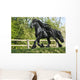 Friesenhengst Wall Mural
