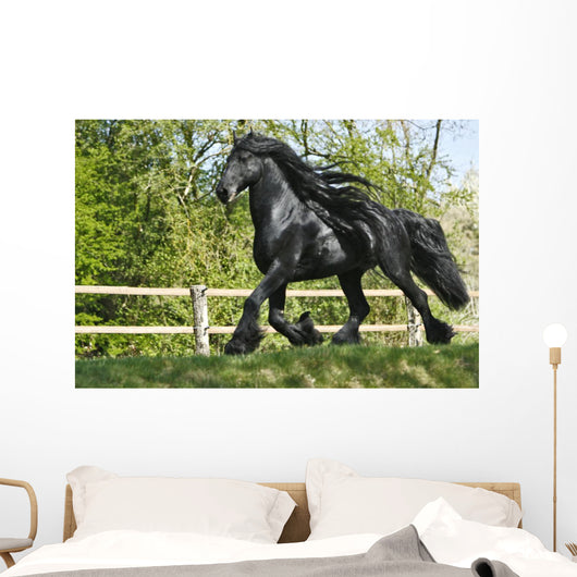 Friesenhengst Wall Mural