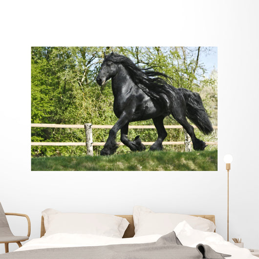 Friesenhengst Wall Mural