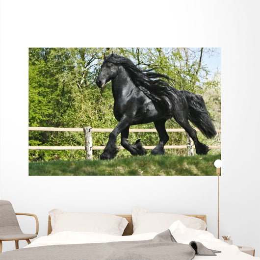 Friesenhengst Wall Mural