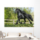 Friesenhengst Wall Mural