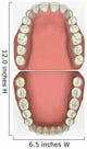 Dental Chart Wall Decal