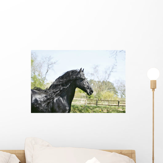 Black Frieze Horse Wall Mural