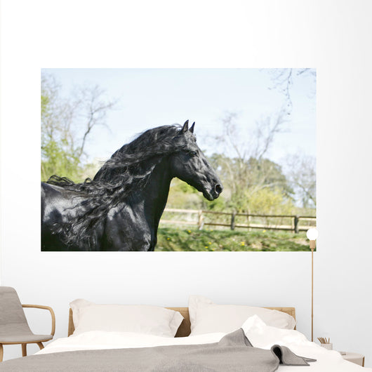 Black Frieze Horse Wall Mural