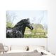 Black Frieze Horse Wall Mural