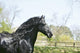 Black Frieze Horse Wall Mural