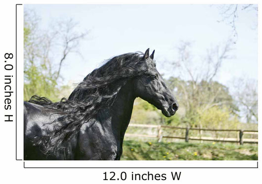 Black Frieze Horse Wall Mural