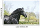 Black Frieze Horse Wall Mural
