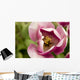 Single Tulip Wall Mural