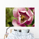 Single Tulip Wall Mural