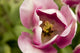 Single Tulip Wall Mural