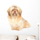 Shih Tzu Studio Front Wall Decal