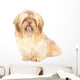 Shih Tzu Studio Front Wall Decal