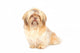 Shih Tzu Studio Front Wall Decal
