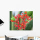Flowers Coral Plant Jatropha Wall Mural