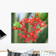 Flowers Coral Plant Jatropha Wall Mural