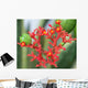Flowers Coral Plant Jatropha Wall Mural