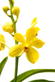 yellow orchid Wall Decal