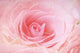 Closeup Pink Rose