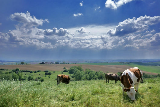 vaches et nature Wall Mural