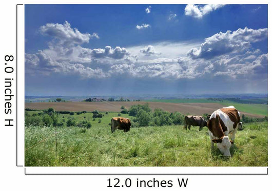 vaches et nature Wall Mural