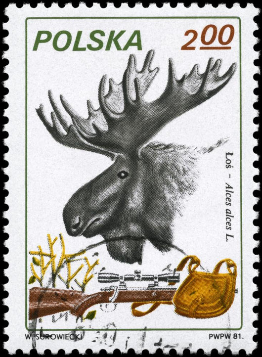 Poland circa 1981 Moose
