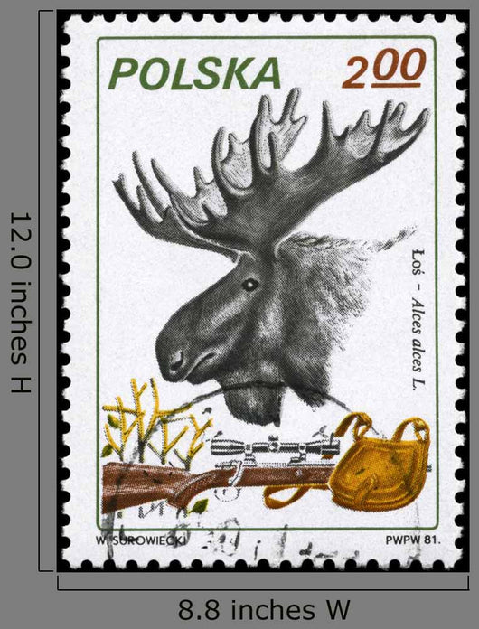 Poland circa 1981 Moose