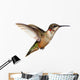 Isolated Ruby-throated Hummingbird Wall Decal