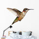 Isolated Ruby-throated Hummingbird Wall Decal