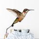Isolated Ruby-throated Hummingbird Wall Decal