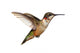 Isolated Ruby-throated Hummingbird Wall Decal