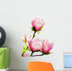Spring Magnolia Tree Blossoms