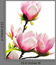 Spring Magnolia Tree Blossoms