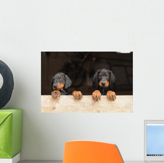 Dobermann