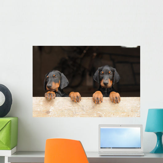 Dobermann