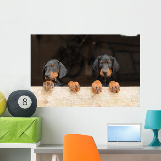 Dobermann
