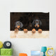 Dobermann
